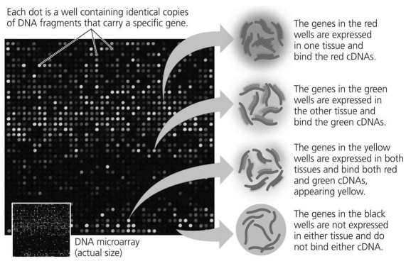 <strong> In the microarray shown in the figure above,if you were searching for genes whose expression was inhibited by hormone treatment,you would search for sequences spotted on the array that showed what level of fluorescence?</strong> A)none B)high levels C)green D)red