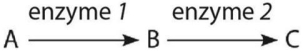 <strong> Examine the simple metabolic pathway in the figure above.According to Beadle and Tatum's hypothesis,how many genes are necessary for this pathway?</strong> A)0 B)1 C)2 D)3