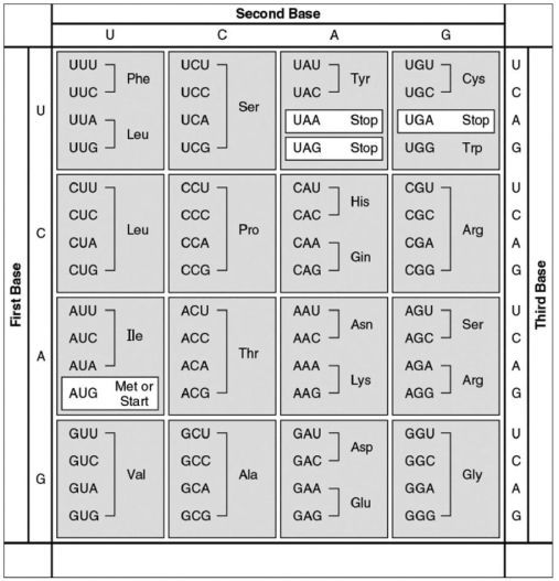 -Examine the table of codons in the figure above.What amino acid sequence will be produced based on the following mRNA codon sequence? 5'-AUG-UCU-UCG-UUA-UCC-UUG-3'