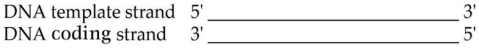 <strong> Given the locally unwound double strand of DNA in the figure above,in which direction and on what strand does the RNA polymerase move during transcription?</strong> A)3' → 5' along the template strand B)5' → 3' along the template strand C)3' → 5' along the complementary strand D)5' → 3' along the complementary strand