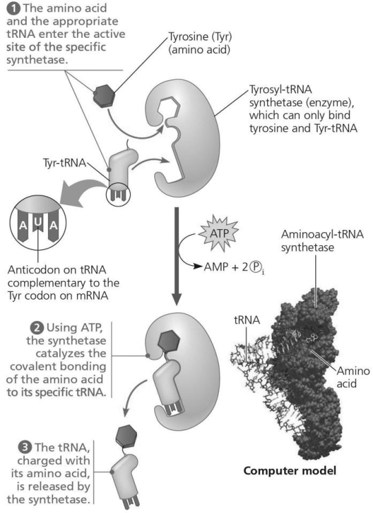 <strong>Using the figure below,identify a 5' → 3' sequence of nucleotides in the DNA template strand for an mRNA coding for the polypeptide sequence Phe-Pro-Lys. Figure 14.6</strong> A)5′-UUUCCCAAA-3′ B)5′-GAACCCCTT-3′ C)5′-CTTCGGGAA-3′ D)5′-AAACCCUUU-3′