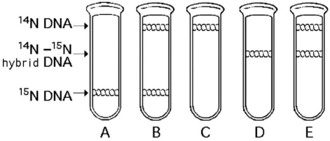 <strong> In the late 1950s,Meselson and Stahl grew bacteria in a medium containing heavy (radioactive)nitrogen (<sup>15</sup>N)and then transferred them to a medium containing <sup>14</sup>N,which is a nonradioactive form of nitrogen.They then extracted DNA from the bacteria and centrifuged it to separate the DNA of different densities.Which of the results in figure above would be expected after one round of DNA replication in the presence of <sup>14</sup>N?</strong> A)A B)B C)C D)D