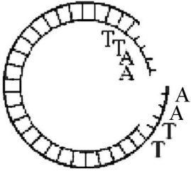 Which type of enzyme was used to produce the DNA molecule in the figure above?