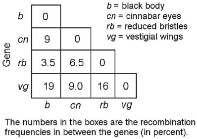 <strong> In a series of mapping experiments,the recombination frequencies for four different linked genes of Drosophila were determined as shown in the figure above.Based on these frequencies,what is the order of these genes on a chromosome map?</strong> A)rb-cn-vg-b B)vg-b-rb-cn C)cn-rb-b-vg D)b-rb-cn-vg