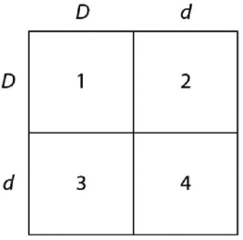 <strong> In a particular plant,leaf color is controlled by gene locus D.Plants with at least one D allele have dark green leaves,and plants with the homozygous recessive dd genotype have light green leaves.A true-breeding dark-leaved plant is crossed with a light-leaved one,and the F<sub>1</sub> offspring is allowed to self-pollinate.The predicted outcome of the F<sub>2</sub> is diagrammed in the Punnett square shown in the figure above,where 1,2,3,and 4 represent the genotypes corresponding to each box within the square.Which of the boxes marked 1-4 correspond(s)to plants with dark leaves?</strong> A)1 only B)1 and 2 C)2 and 3 D)1,2,and 3