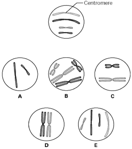 <strong> The unlettered circle at the top of the figure above shows a diploid nucleus with four chromosomes that have not yet replicated.There are two pairs of homologous chromosomes,one long and the other short.One haploid set is black,and the other is gray.The circles labeled A-E show various combinations of these chromosomes.Which image displays the chromosomal composition of one daughter nucleus at telophase of mitosis?</strong> A)A B)B C)C D)D E)E