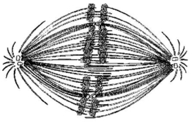 <strong> If the cell whose nuclear material is shown in the figure above continues toward completion of mitosis,which of the following events would occur next?</strong> A)cell membrane synthesis B)alignment of chromosomes at the metaphase plate C)segregation of daughter chromosomes toward the poles D)formation of telophase nuclei E)synthesis of sister chromatids
