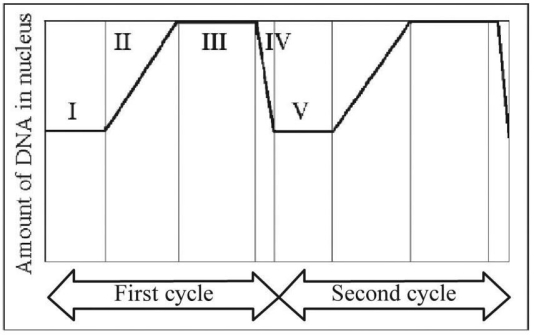   -In the figure above,which numbered segment(s)of the cycle represent G<sub>1</sub>?