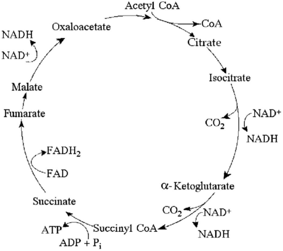 Figure 7.1 -For each mole of glucose (C<sub>6</sub>H<sub>12</sub>O<sub>6</sub>)completely oxidized by cellular respiration,how many moles of CO<sub>2</sub> are released in the citric acid cycle (see Figure 7.1)?
