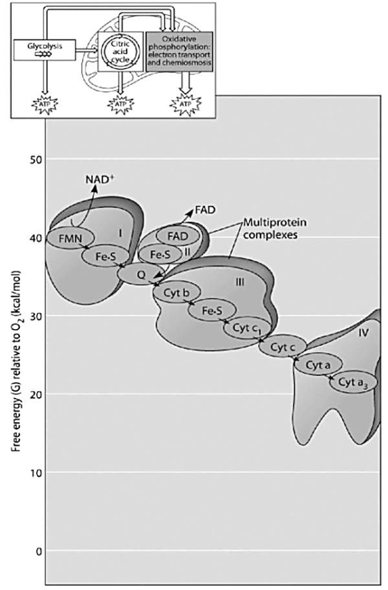 Figure 7.2 -Which of the protein complexes labeled with Roman numerals in Figure 7.2 transfers electrons to O<sub>2</sub>?