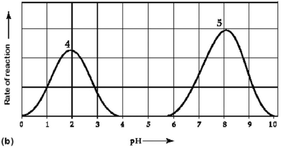 Figure 6.3 Activity of various enzymes (a)at various temperatures and (b)at various pH. -Which temperature and pH profile curves on the graphs in Figure 6.3 were most likely generated from analysis of an enzyme from a human stomach,where conditions are strongly acidic?