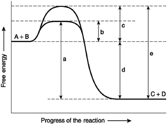 Figure 6.4 -Figure 6.4 illustrates various aspects of the free-energy change (ΔG)for the reaction A + B ↔ C + D.Which of the following changes in free-energy represents the activation energy required for a noncatalyzed reaction?
