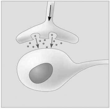 Figure 5.5 -Which of the following types of signaling is represented in Figure 5.5?