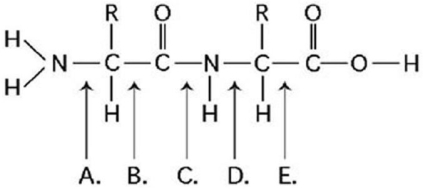   Figure 3.12 -Which bond in Figure 3.12 is closest to the amino-terminus of the molecule?