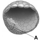 <strong>This figure shows </strong> A)a zygote. B)the morula. C)a blastocyst. D)an embryo.