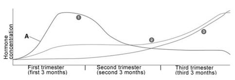 <strong> The line on the figure designated by the letter A represents</strong> A)progesterone. B)estrogen. C)testosterone. D)HCG. E)oxytocin.