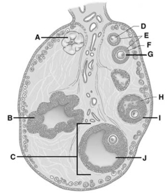 <strong> On the figure,the letter I is the</strong> A)primary follicle. B)theca. C)antrum. D)corpus luteum. E)zona pellucida.