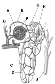 <strong>  Letter G is the</strong> A)Bowman's capsule. B)ascending loop of Henle. C)proximal convoluted tubule. D)distal convoluted tubule. E)collecting duct. <div style=padding-top: 35px> 