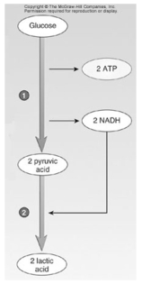 <strong> The number 1 in the diagram represents</strong> A)glycolysis. B)anaerobic respiration. C)aerobic respiration. D)the Krebs' cycle. E)the electron transport system.