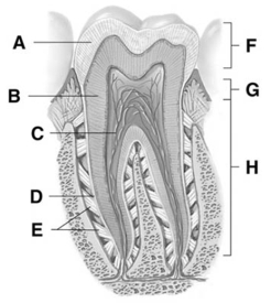 <strong>  The letter A represents the</strong> A)periodontal ligament. B)enamel. C)root. D)pulp cavity. E)dentin. <div style=padding-top: 35px> 