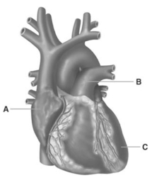 <strong>  Letter C receives blood from the</strong> A)superior vena cava. B)pulmonary veins. C)aorta. D)left atrium. E)right ventricle. <div style=padding-top: 35px> 