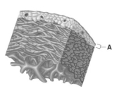 <strong>  Which layer of the heart wall is represented by the letter A?</strong> A)epicardium B)myocardium C)endocardium D)visceral pericardium E)Both epicardium and visceral pericardium <div style=padding-top: 35px> 