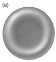 <strong>  The type of formed element shown in the figure is responsible for</strong> A)phagocytosis of microorganisms and other substances. B)releasing chemicals that reduce inflammation. C)releasing chemicals necessary for blood clotting. D)transporting oxygen and carbon dioxide. E)releasing chemicals that promote inflammation. <div style=padding-top: 35px> 