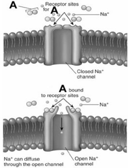<strong>  The letter A in the figure could possibly represent the chemical signal</strong> A)insulin. B)vasopressin. C)serotonin. D)cortisol. E)testosterone. <div style=padding-top: 35px> 
