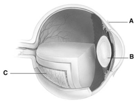 <strong>  The letter B is the</strong> A)retina. B)choroid. C)sclera. D)cornea. E)lens. <div style=padding-top: 35px> 