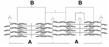 <strong>  The letter A in this figure represents</strong> A)the A band. B)the M line. C)a sarcomere. D)the I band. E)a Z disk. <div style=padding-top: 35px> 