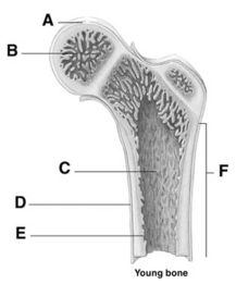 <strong> The letter D on this figure is pointing to the</strong> A)epiphysis. B)diaphysis. C)periosteum. D)endosteum. E)medullary cavity.