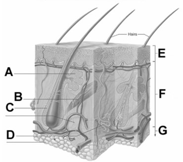 <strong> In the figure,the letter A best represents</strong> A)a sweat gland. B)a sebaceous gland. C)the subcutaneous tissue. D)an arrector pili muscle. E)a hair follicle.