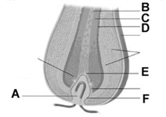 <strong> In the figure,the letter B best represents the</strong> A)cortex. B)cuticle. C)papilla. D)arrector pili muscle. E)medulla.