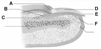 <strong> The site of nail growth is at the structure labeled with the</strong> A)letter A B)letter B C)letter C D)letter D E)letter E