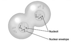 <strong> This diagram best shows a cell during _________ of mitosis.</strong> A)anaphase B)metaphase C)prophase D)telophase