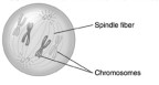 <strong> This diagram best shows a cell during _________ of mitosis.</strong> A)anaphase B)metaphase C)prophase D)telophase