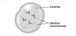 <strong> This diagram best shows a cell during _________ of mitosis.</strong> A)anaphase B)metaphase C)prophase D)telophase