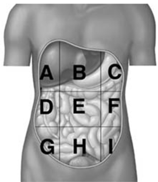 <strong> A patient arrives at an emergency room with a traumatic pneumothorax after a car accident.In the course of the accident,the patient suffered a penetration wound which allowed air to fill the space around one of his lungs causing it to collapse.Which cavity must the doctor remove the air from?</strong> A)pleural cavity B)thoracic cavity C)abdominal cavity D)pelvic cavity E)abdominopelvic cavity