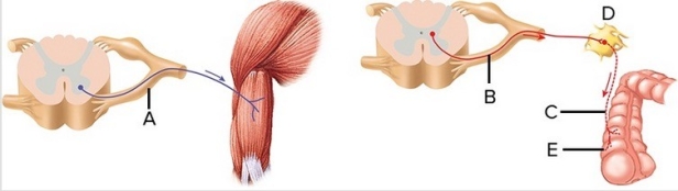 <strong>  This figure compares the organization of the somatic motor system and the autonomic nervous system. Identify structure A on the above diagram.</strong> A) Autonomic ganglion B) Somatic motor neuron C) Effector organ (smooth muscle of GI tract) D) Postganglionic neuron E) Preganglionic neuron <div style=padding-top: 35px> 