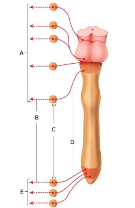 <strong>  The figure illustrates the parasympathetic division. What does E represent?</strong> A) Preganglionic neurons B) Pelvic nerves C) Cranial nerves D) Postganglionic neurons E) Terminal ganglia <div style=padding-top: 35px> 