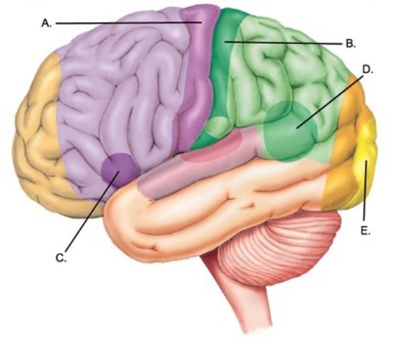 -Label area C on the cerebral cortex. A) Visual cortex B) Primary motor cortex C) Primary somatosensory cortex D) Motor speech area (Broca area) E) Sensory speech area (Wernicke area)
