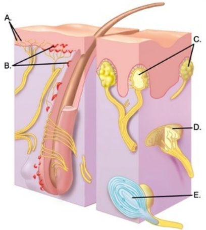 -The diagram illustrates sensory receptors in the skin. What structure does B represent? A) Meissner corpuscles B) Free nerve endings C) Ruffini end organ D) Pacinian corpuscle E) Merkel disks