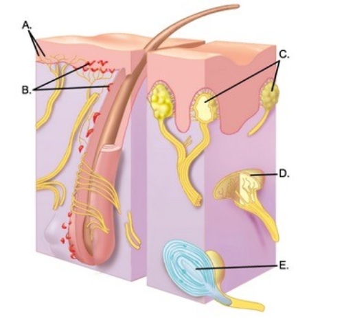 -What is the function of the sensory receptor of the skin labeled B? A) Detects deep pressure, vibration, and proprioception B) Responds to painful stimuli C) Responds to light touch and superficial pressure D) Detects touch, involved in 2-point discrimination E) Detects continuous touch or pressure