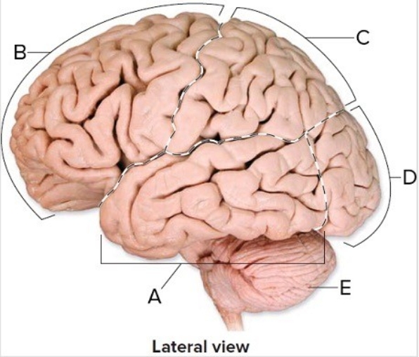 -This is a lateral view of the brain. What does E represent?