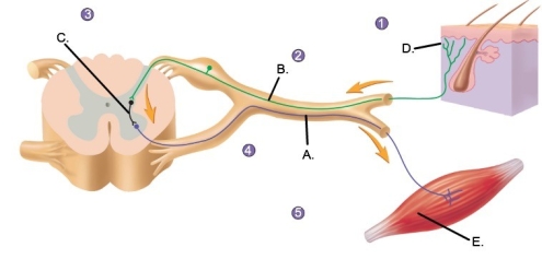 <strong> Label component A of the reflex arc.</strong> A) Sensory receptor B) Effector organ C) Sensory neuron D) Motor neuron E) Interneuron