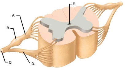   -The figure illustrates a cross section of the spinal cord. Which structure is indicated by C?