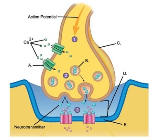   -Identify structure C on the neuron. A) Schwann cell B) Node of Ranvier C) Neuron cell body (soma) D) Dendrites E) Axon