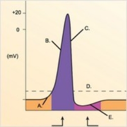 -The figure illustrates changes in the membrane potential during an action potential. What does B represent? A) Repolarization B) Depolarization C) Local potential D) Threshold E) Afterpotential
