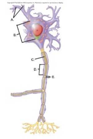   -The figure illustrates events at a chemical synapse. What does A represent? A) Postsynaptic membrane B) Synaptic cleft C) Synaptic vesicle D) Voltage-gated Ca<sup>2+</sup> channel E) Presynaptic terminal