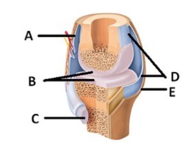   -What does structure C represent on the diagram?